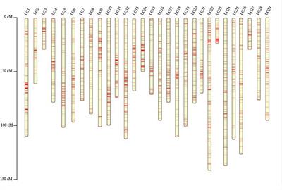 Construction of a High-Density Linkage Map and QTL Fine Mapping for Growth- and Sex-Related Traits in Channel Catfish (Ictalurus punctatus)